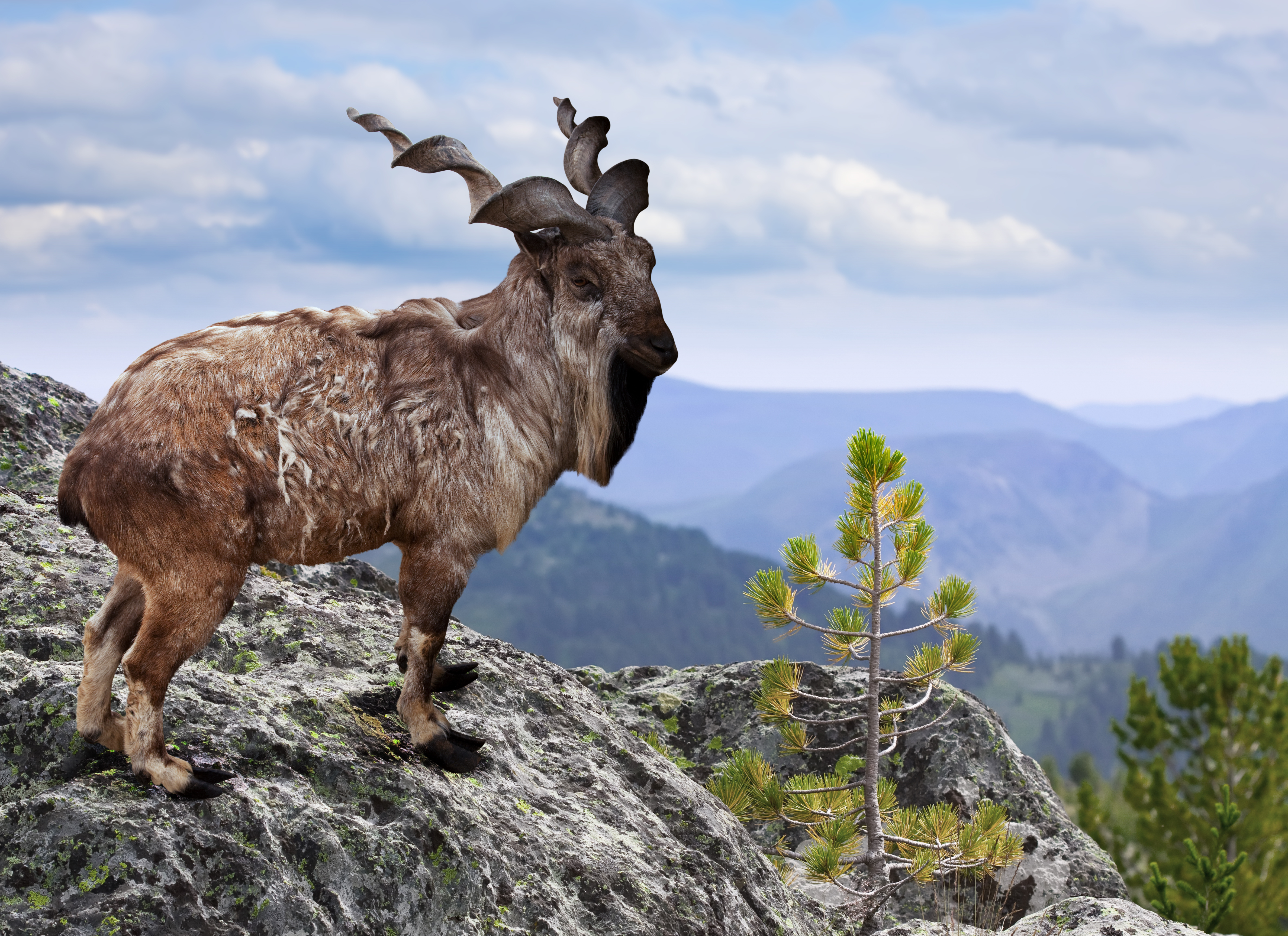 Species Recovery Stories – Thanks to Hunting!