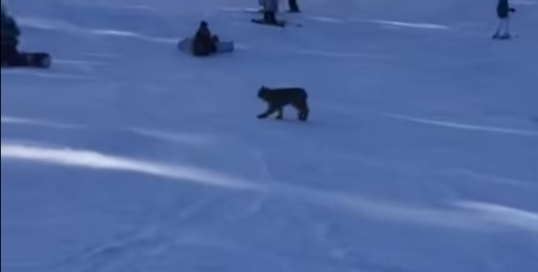 Lynx Found Dead at Southwest Colorado Ski Resort