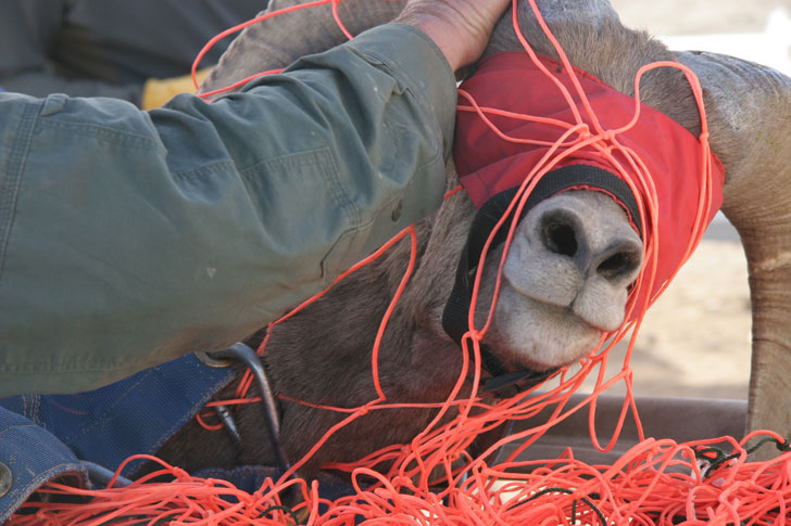 A Sheep On Every Mountain