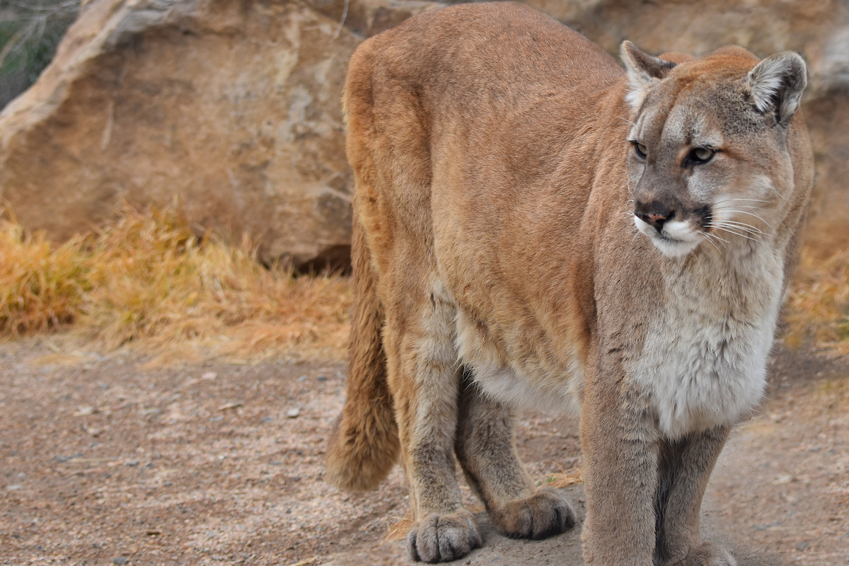 Mountain Lion Attack | Colorado