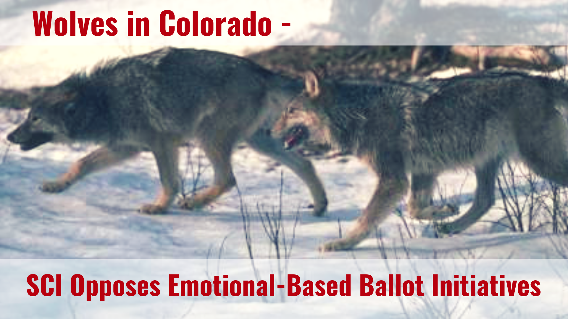 Wolves in Colorado – SCI Opposes Emotional-Based Ballot Initiatives