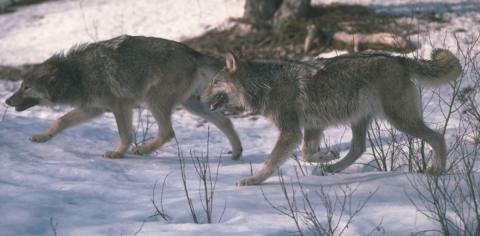 Wolf Ballot Signatures Submitted | Colorado