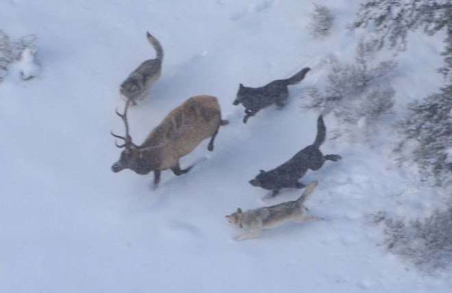 $140,000 Raised to Help Defeat Colorado Wolf Ballot Initiative