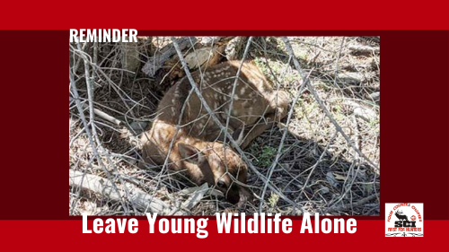 Reminder – Leave Young Wildlife Alone | New Mexico