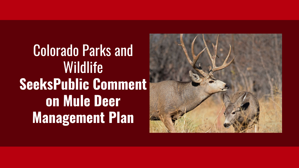 Draft Deer Herd Management Plans CPW’s Southwest Region | Colorado