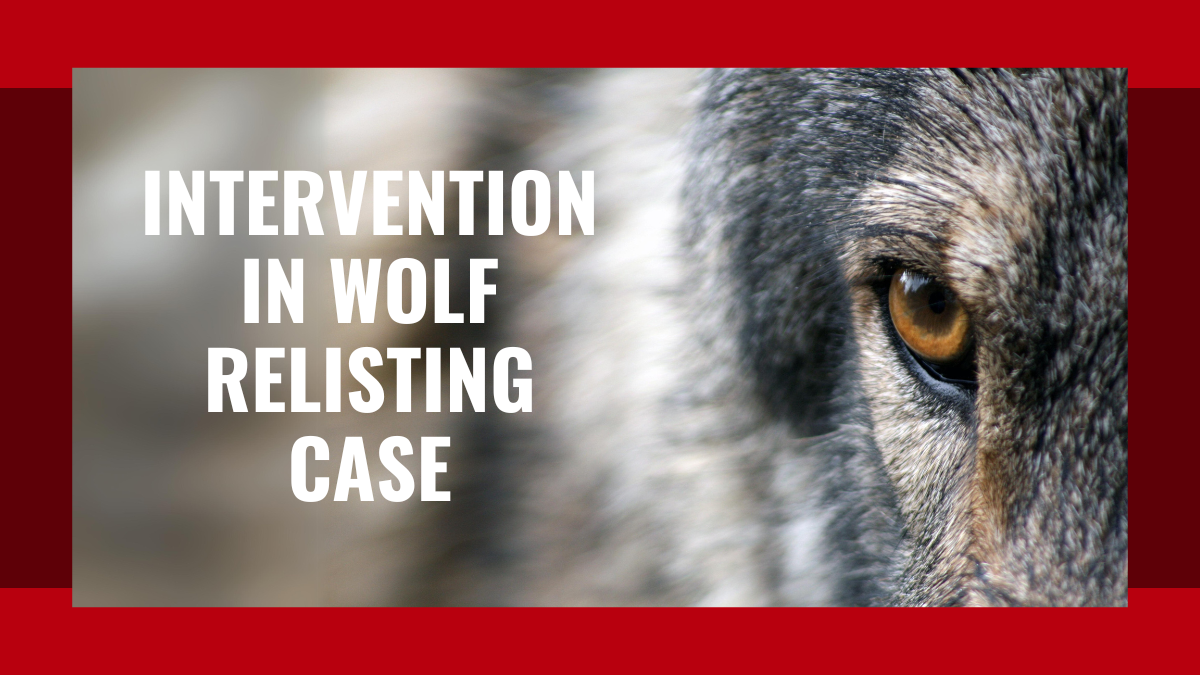 Intervention in Northern Rockies Wolves Relisting Case