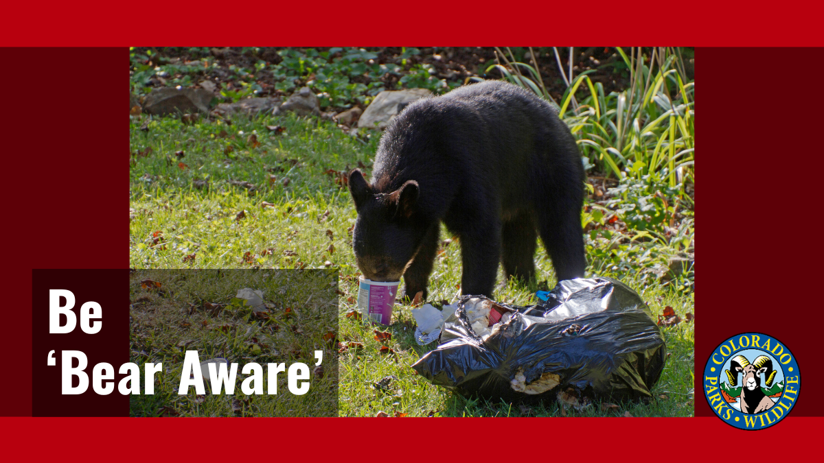 Be ‘Bear Aware’ in 2024