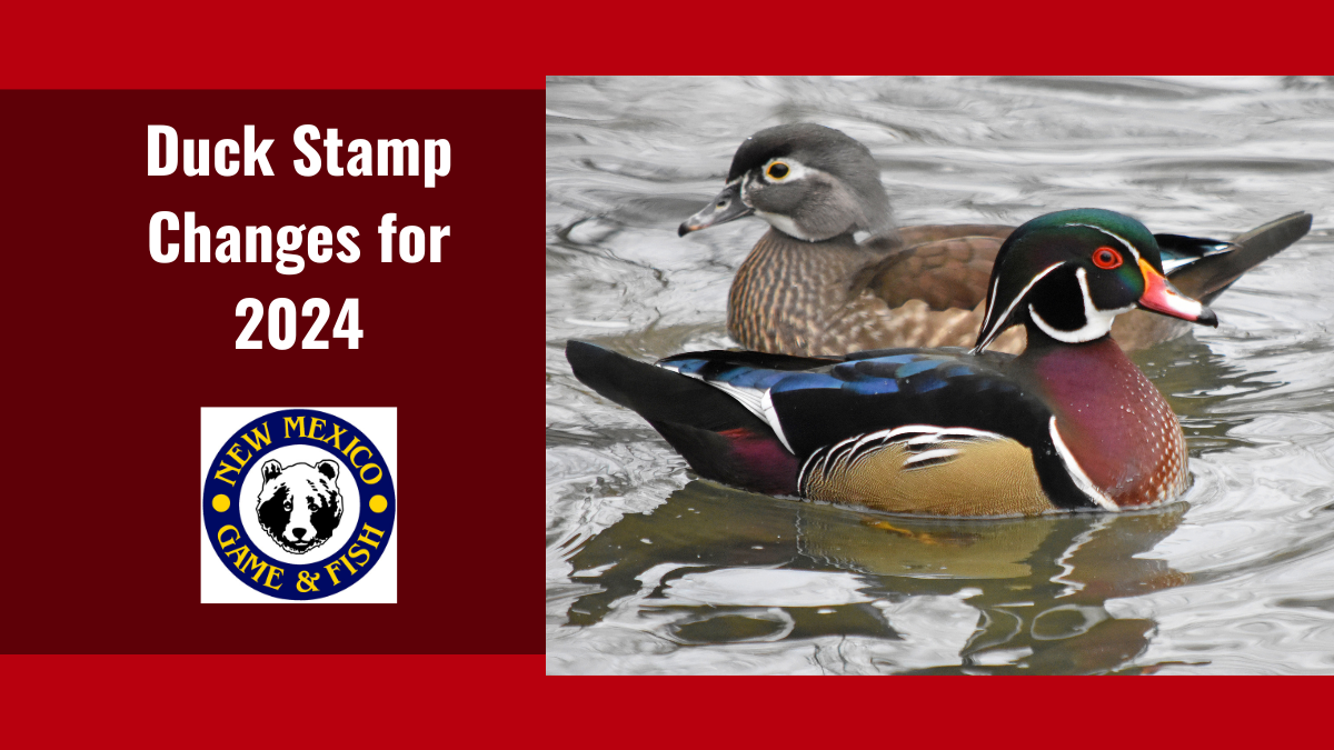 Duck Stamp Change for 2024 Season | New Mexico