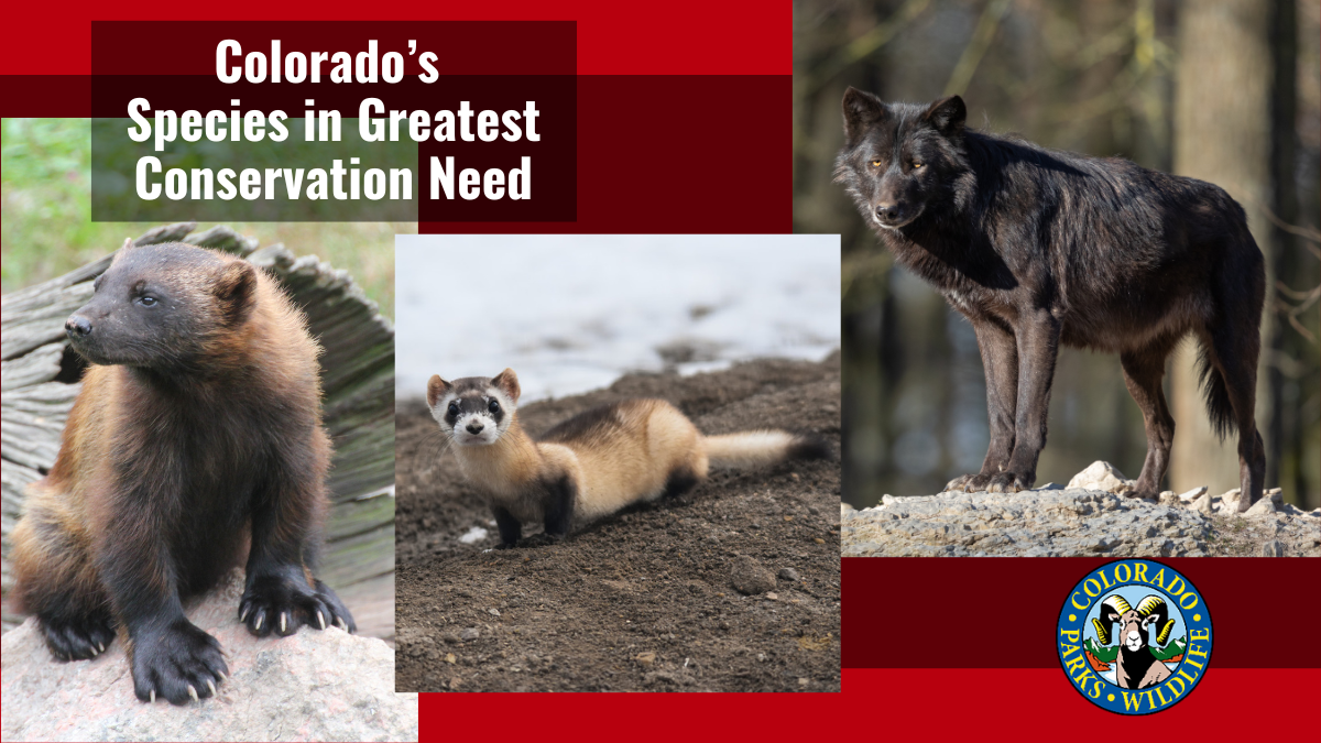 What is Colorado’s Species of Greatest Conservation Need