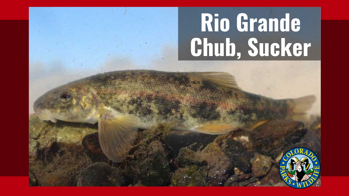 Rio Grande Chub, Sucker NOT Endangered