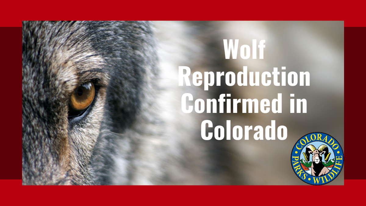 First Reproduction from Gray Wolves Released | Colorado