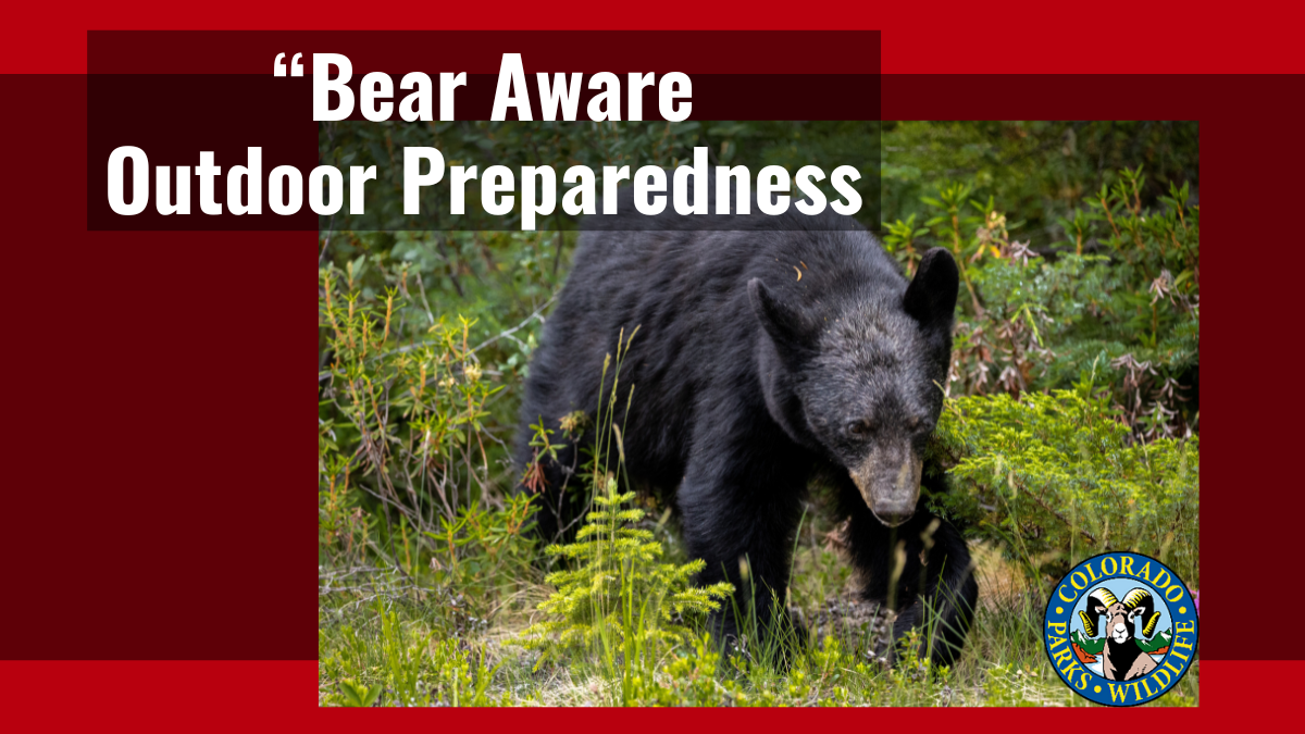 Be ‘Bear Aware’ While Camping and Backpacking | Colorado