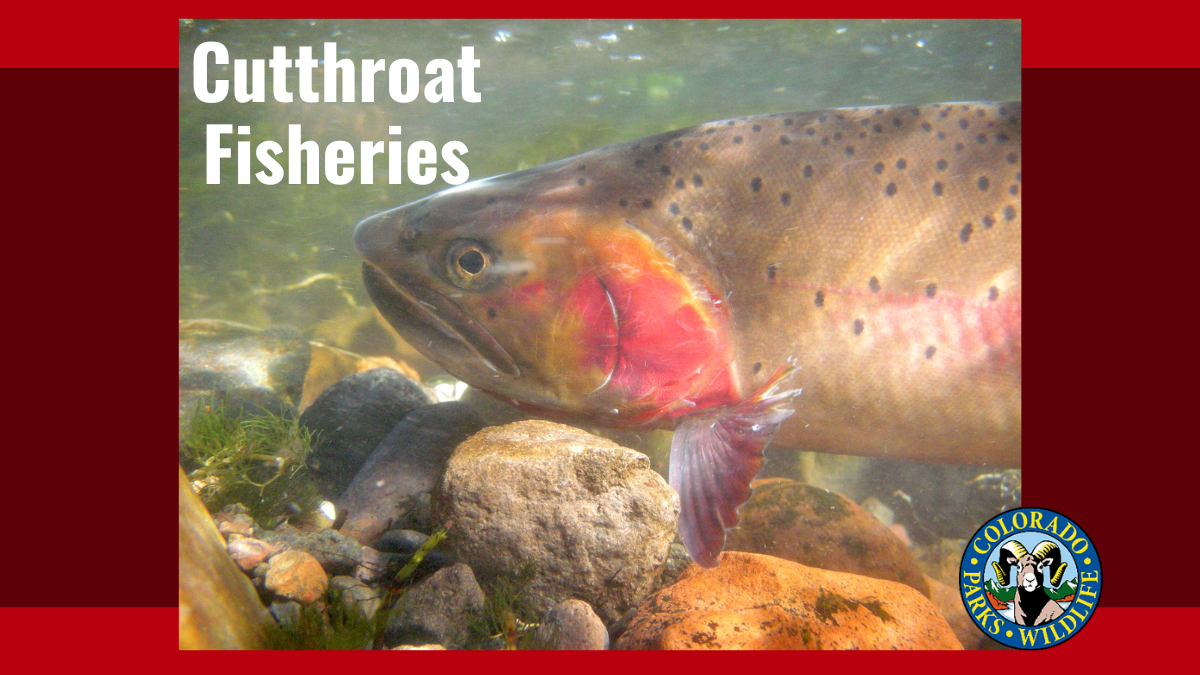 Management of Rio Grande Cutthroat Fisheries