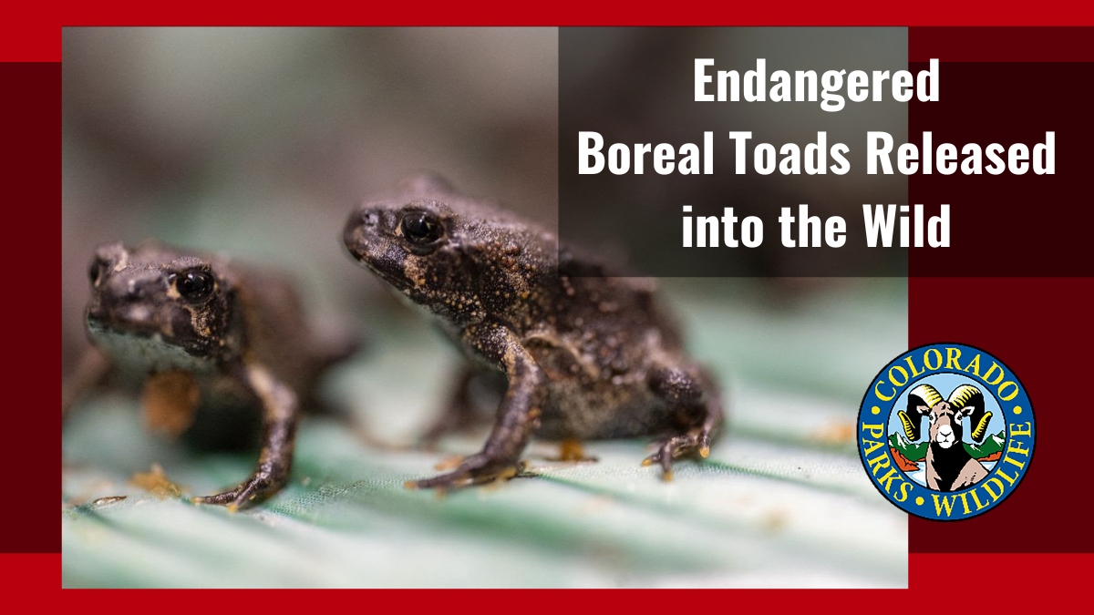 Endangered Boreal Toad Tadpoles Released | Colorado