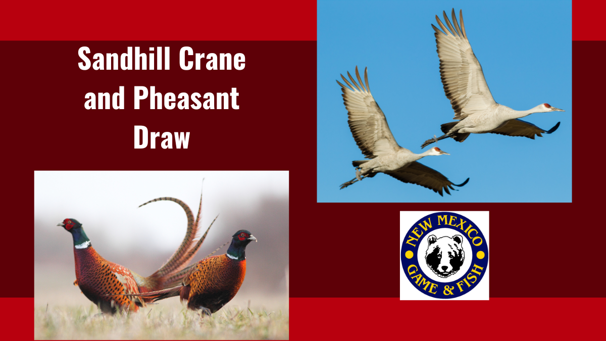Sandhill Crane and Pheasant Draw | New Mexico