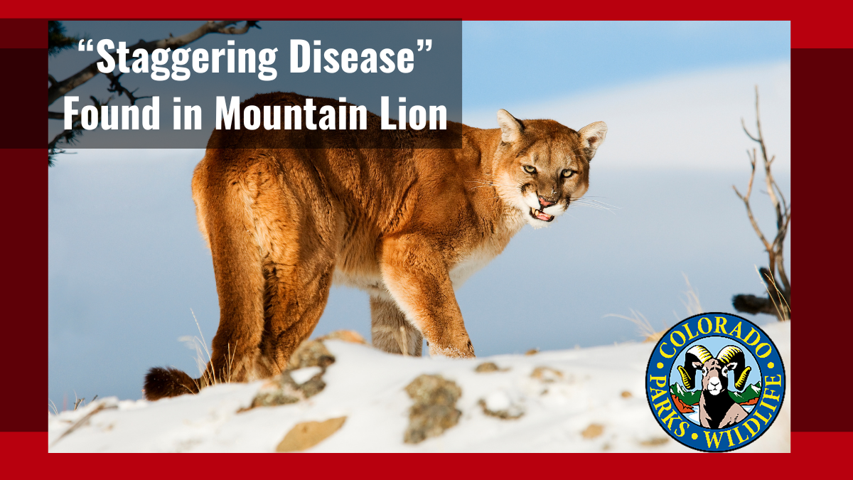 “Staggering Disease” Found in Mountain Lion | Colorado