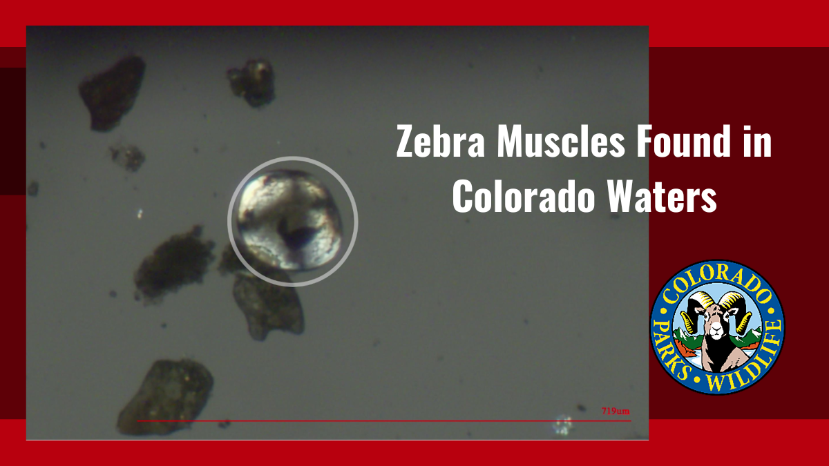 Zebra Muscles Found in Colorado
