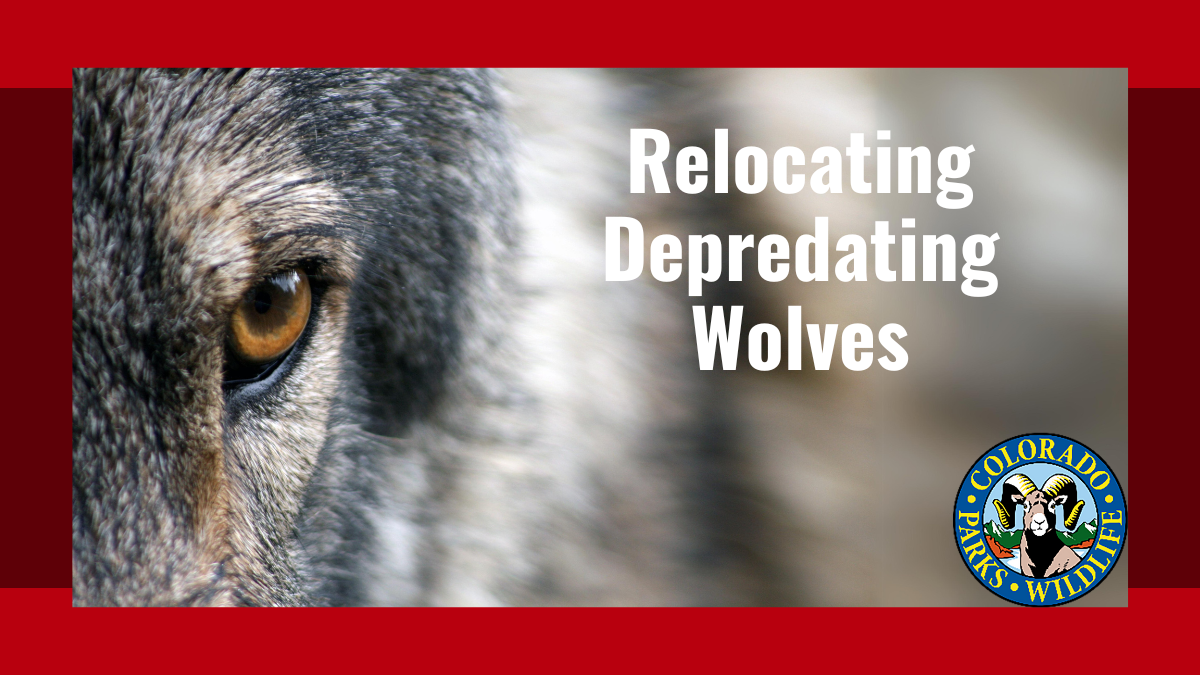 Relocating Depredating Wolves | Colorado