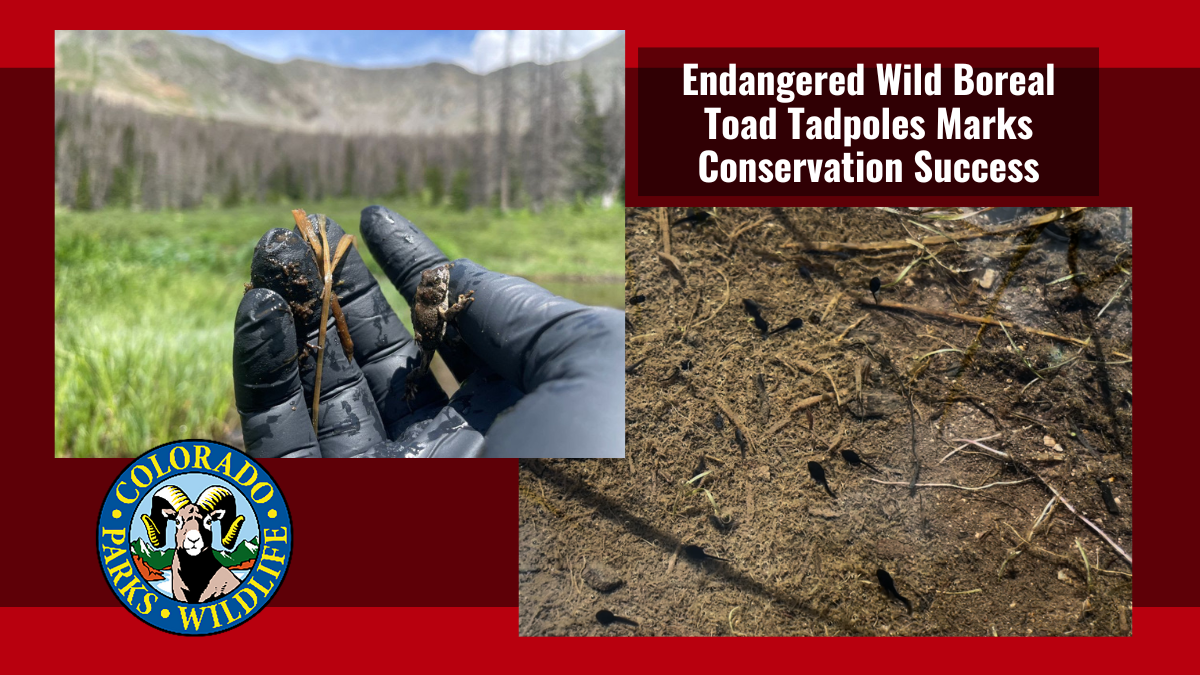 Endangered Wild Boreal Toad Tadpoles Marks Conservation Success | Colorado