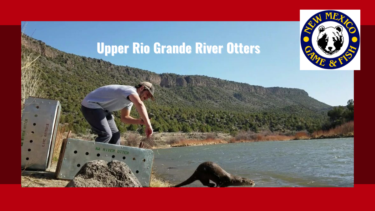 River Otters in upper Rio Grande | New Mexico