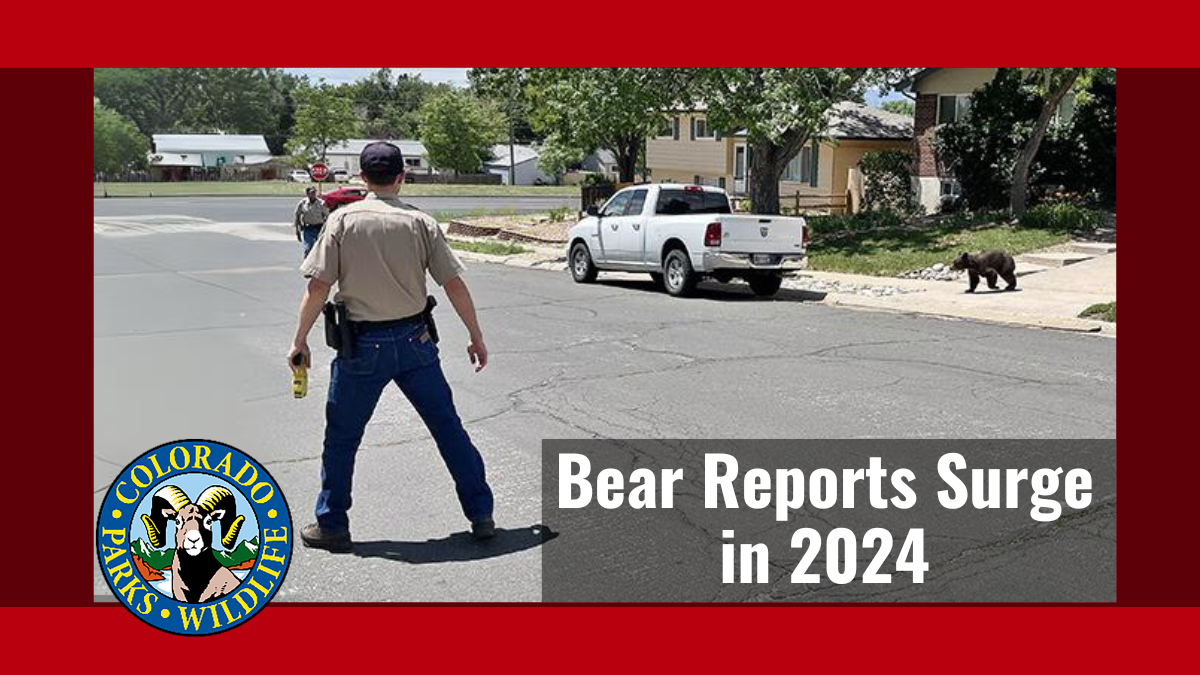Bear Reports Surge in 2024 | Colorado