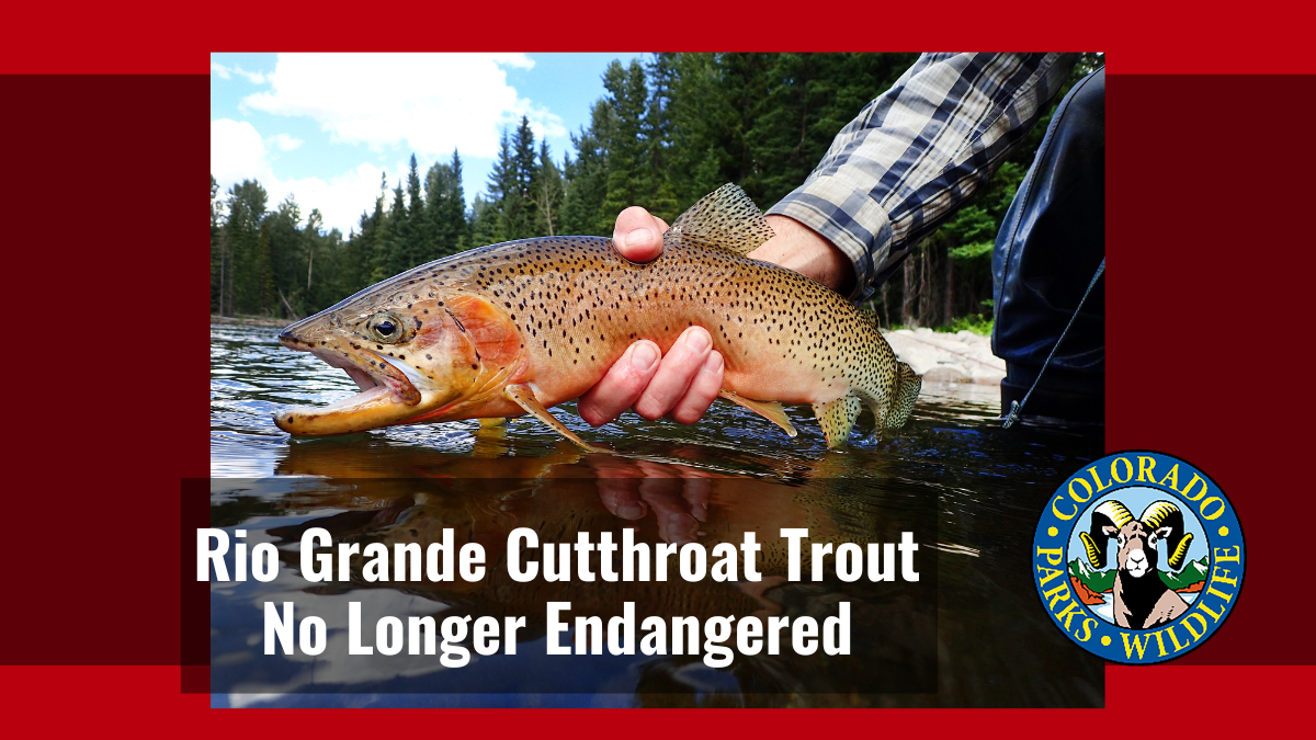 Rio Grande Cutthroat Trout No Longer Endangered