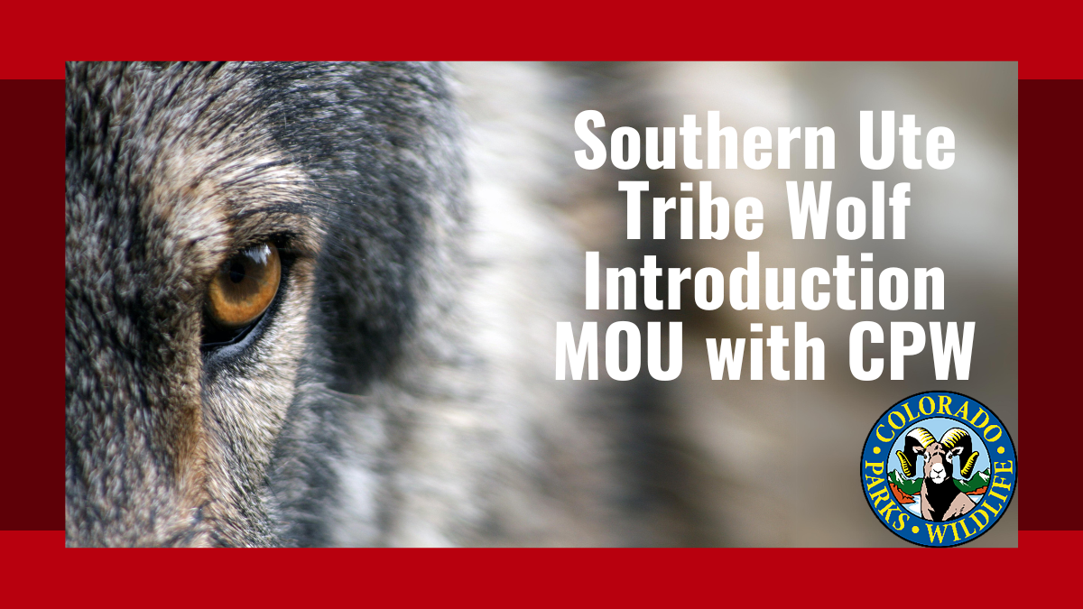 Southern Ute Tribe Wolf Introduction MOU with CPW