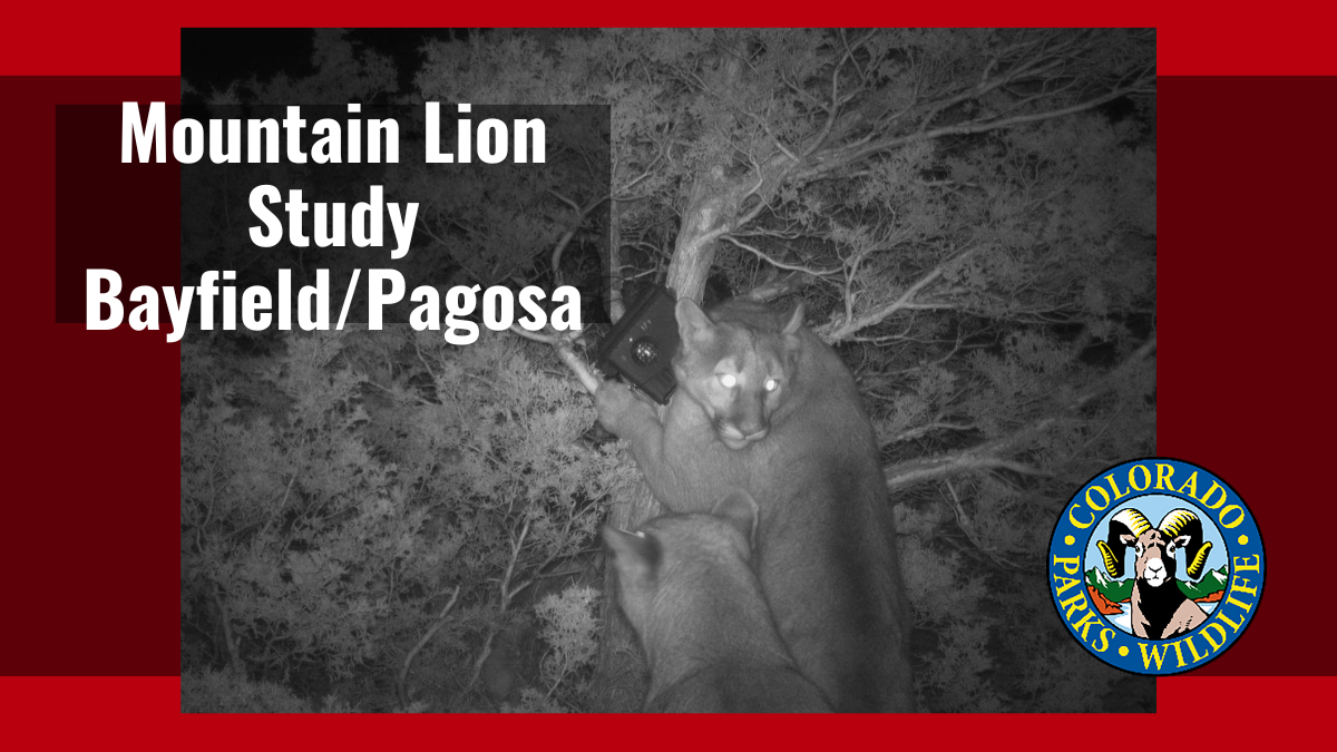 Mountain Lion Study Bayfield, Pagosa Springs | Colorado