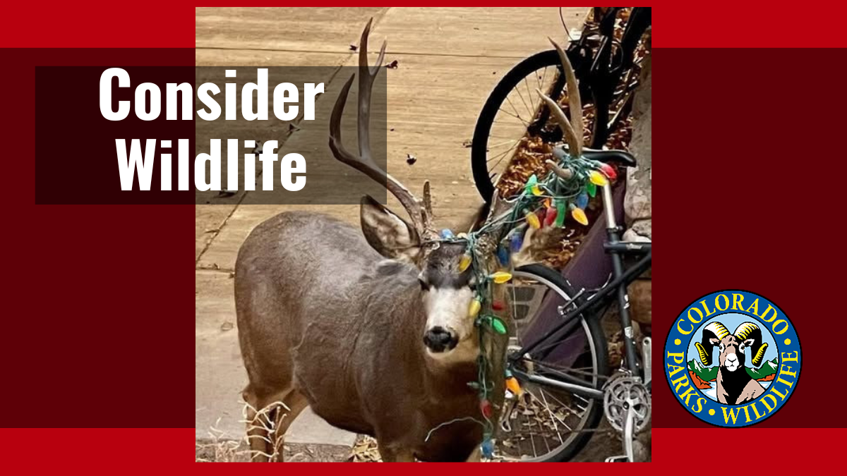 Remember Wildlife When Decorating for Holidays