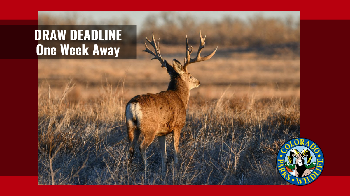 Draw Deadline One Week Away | Colorado
