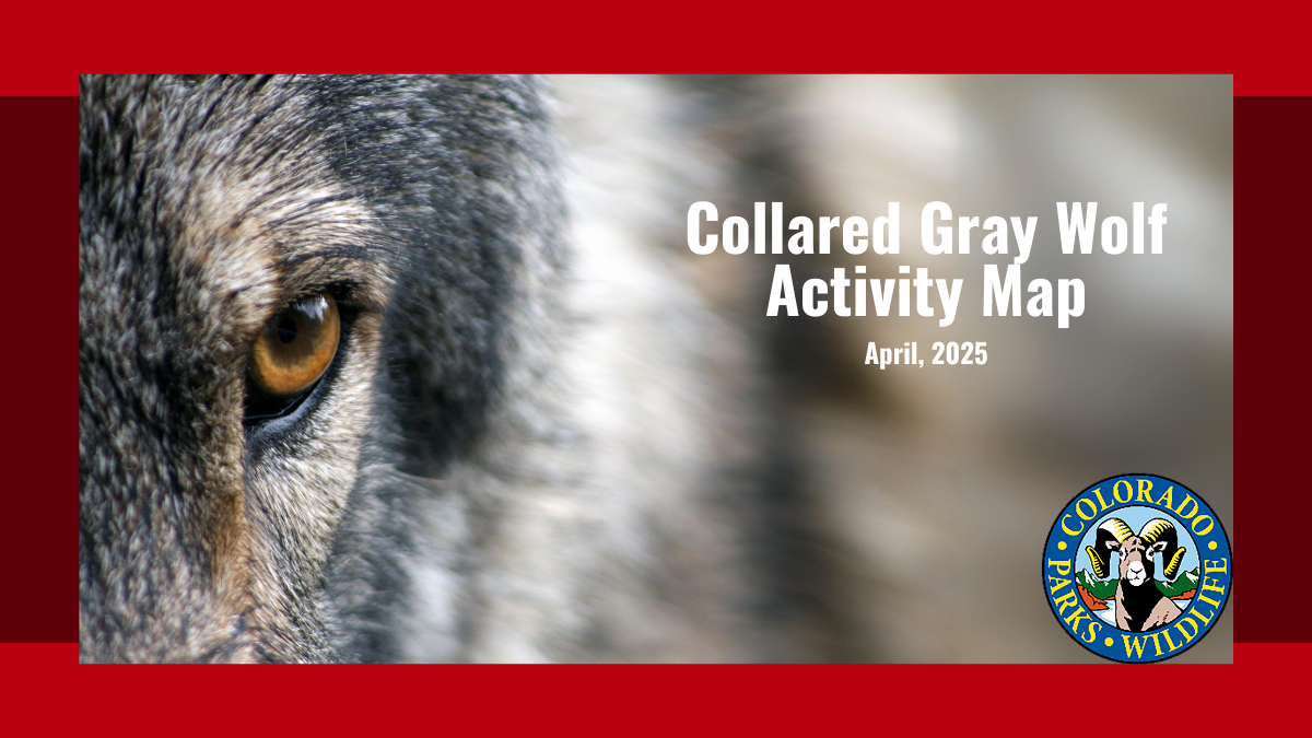 Collared Wolf Activity Map | Colorado
