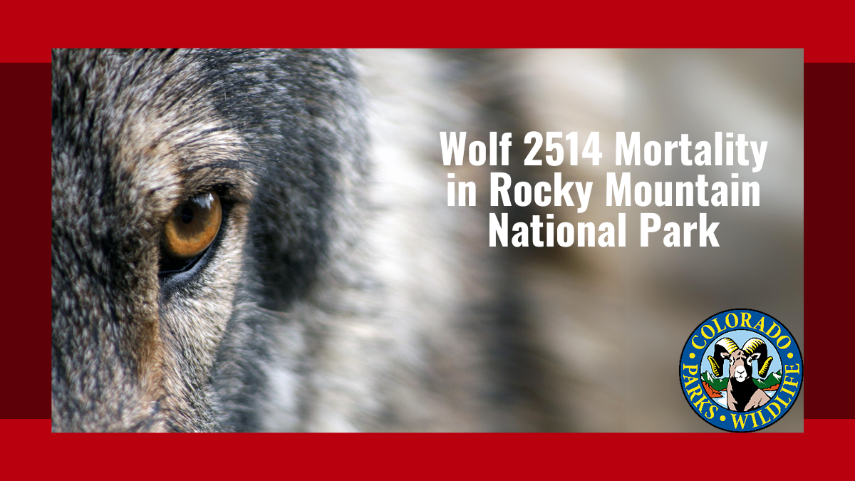 Wolf 2514 Mortality in Rocky Mountain National Park | Colorado