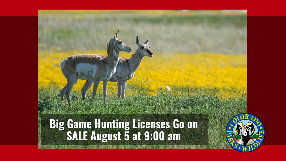 Big Game Hunting Licenses Go On Sale | Colorado