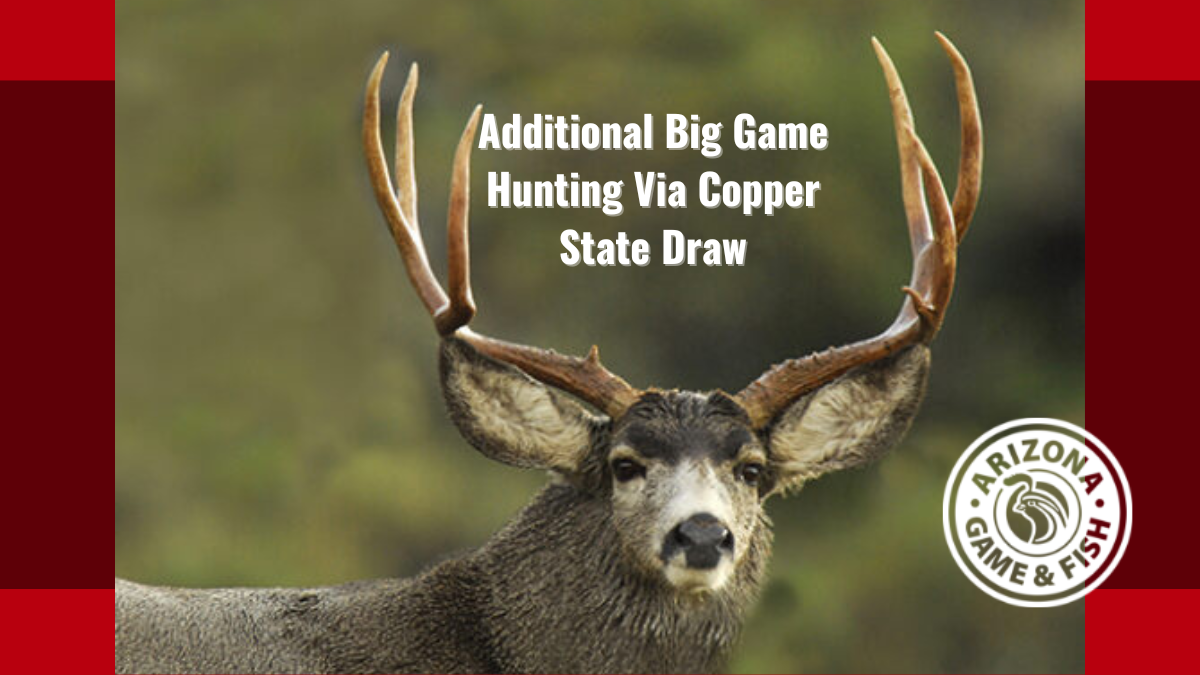 Additional Big Game Hunting Via Copper State Draw | Arizona