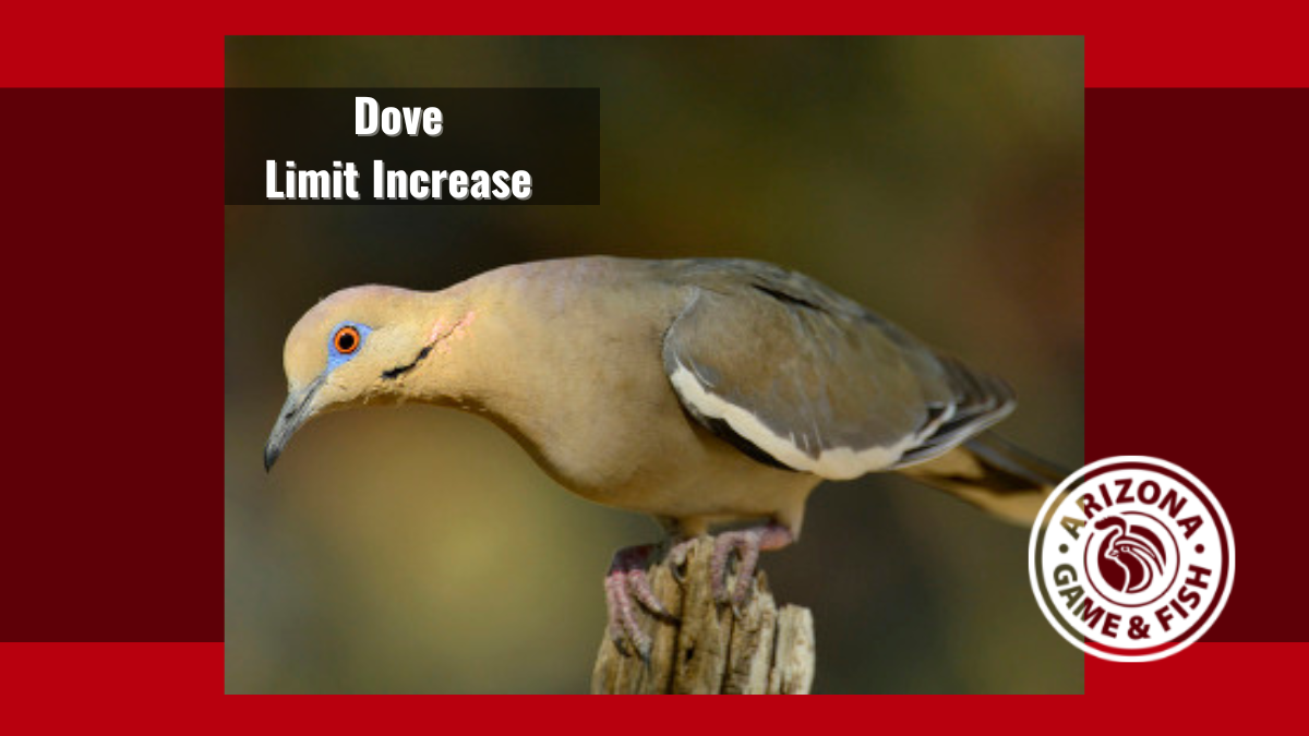 Increase in Dove Limit | Arizona