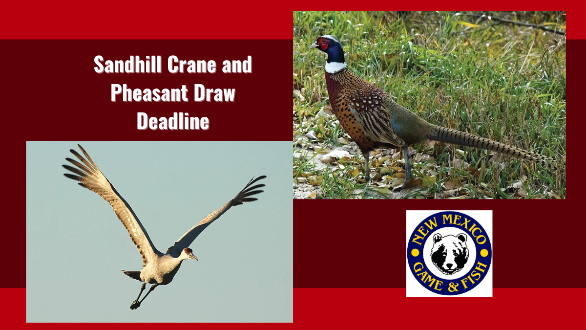 Deadline for Sandhill Crane and Pheasant Draw Permits | New Mexico