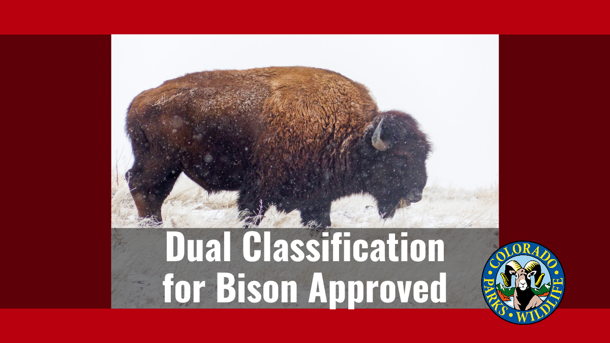Dual Classification Approved for Bison | Colorado