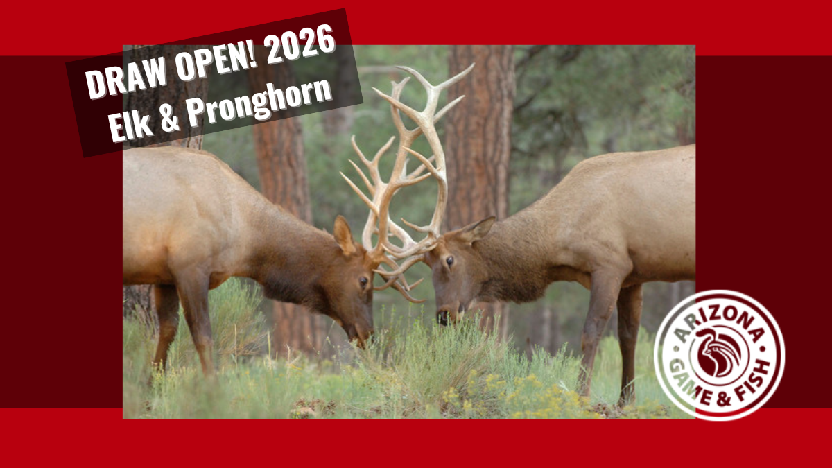 2026 Draw is Open for Pronghorn, Elk | Arizona