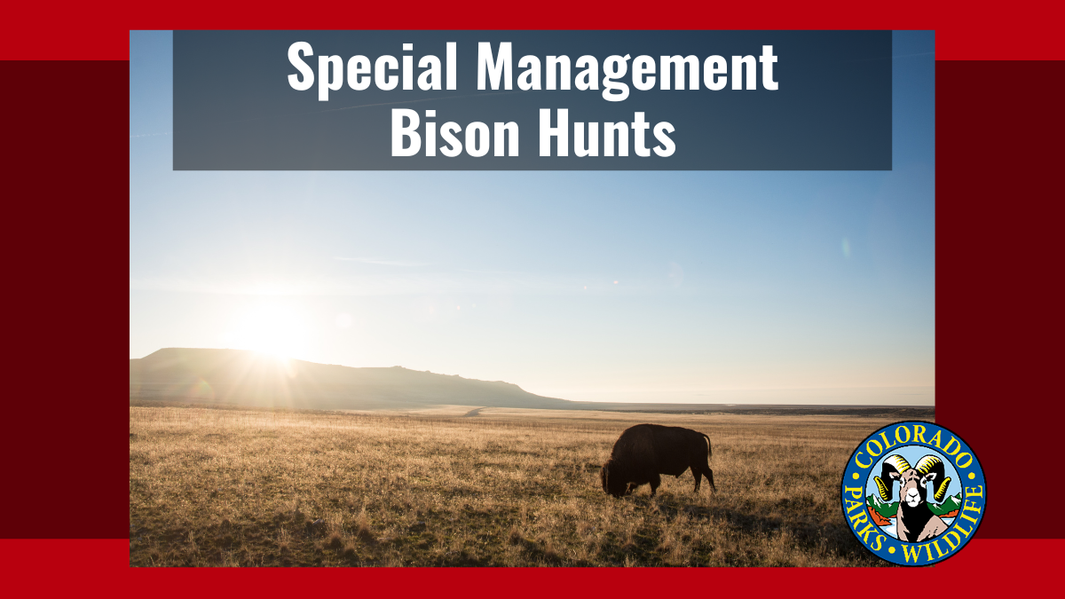 Special Management Bison Hunts | Colorado