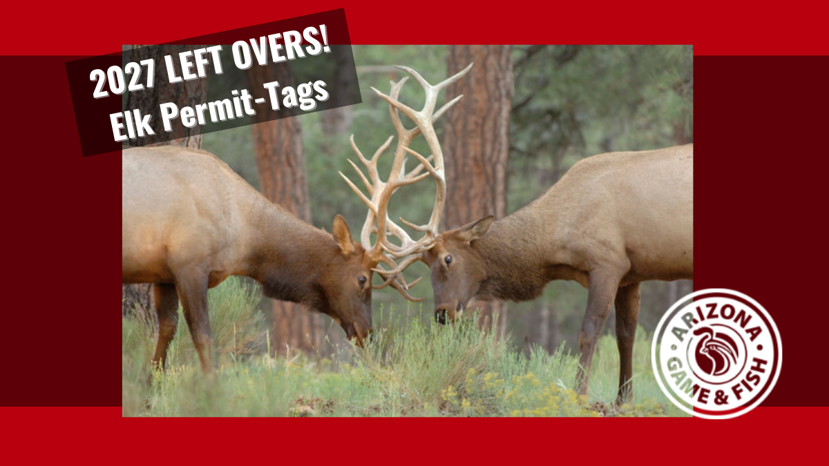 Leftover 2026 Elk Hunting Tags | Arizona