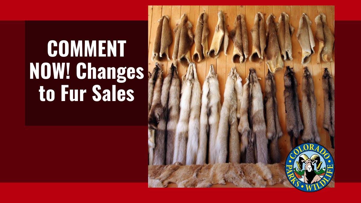 COMMENT NOW! Changes to Fur Sales | Colorado